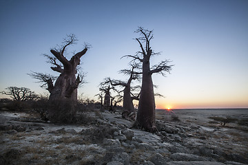 Image showing Baobab sunset