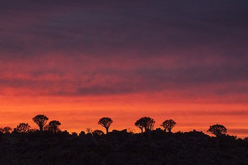 Image showing Quivertree sunset