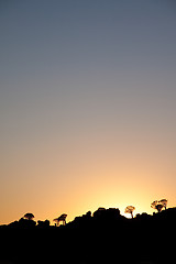 Image showing Quivertree sunset in Namibia.