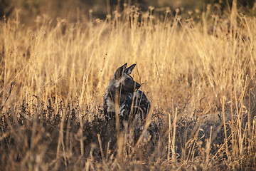 Image showing Wild Dog