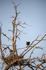 Image showing Fish Eagle in Nest