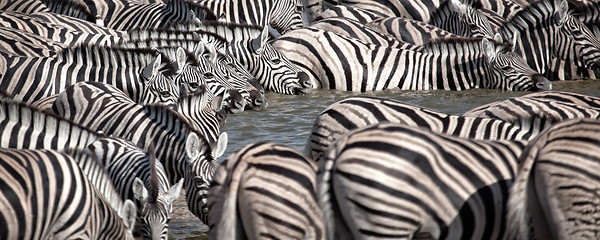 Image showing Zebra's in a row