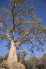 Image showing Baobab tree 