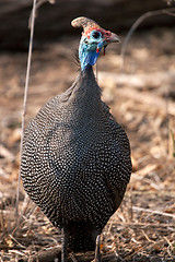 Image showing Guinea Fowl