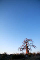 Image showing Baobab tree in Botswana