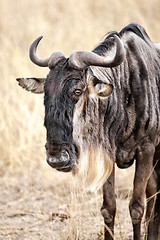 Image showing Gnu