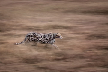 Image showing Running Cheetah