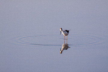 Image showing Wading Bird