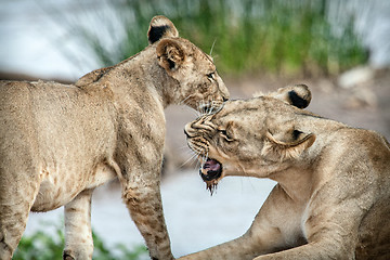 Image showing Lioness love