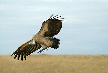 Image showing Vulture landing