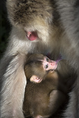 Image showing Japanese macaque