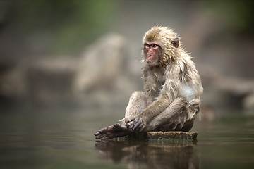 Image showing Japanese Macaque 