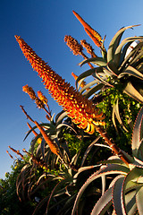 Image showing Aloe Plants