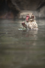 Image showing Japanese Macaque 