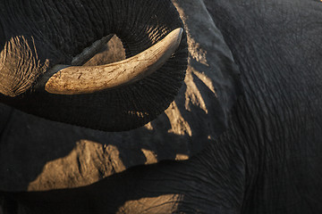 Image showing Elephant tusk