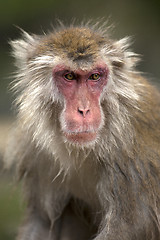 Image showing Japanese Macaque 