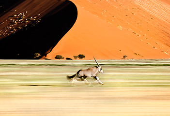 Image showing Speeding Oryx
