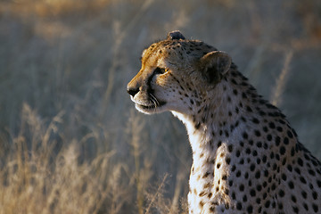 Image showing Cheetah