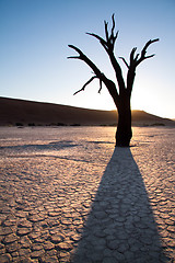 Image showing Deadvlei Tree