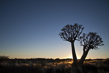 Image showing Quivertrees