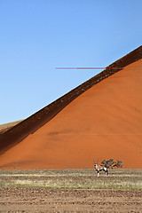 Image showing Oryx in Namibia.