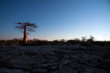 Image showing Baobab tree