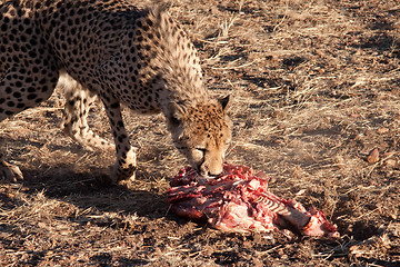 Image showing Eating Cheetah
