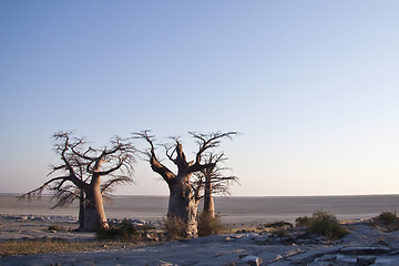Image showing Baobab Trees