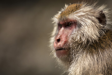 Image showing Japanese macaque 