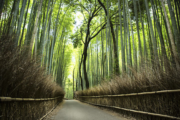 Image showing Bamboo grove