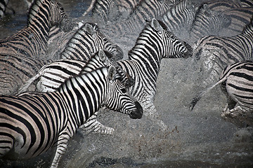 Image showing Running zebra's