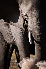 Image showing Elephant