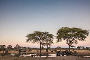 Image showing Elephant herd