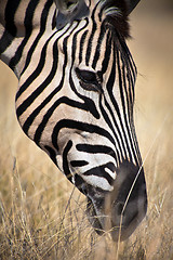 Image showing Zebra head