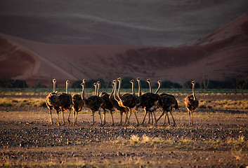 Image showing Baby Ostrich