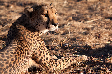 Image showing Eating Cheetah