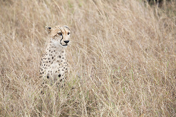 Image showing Cheetah