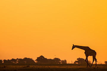 Image showing Walking Giraffe