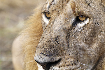 Image showing Lion eyes