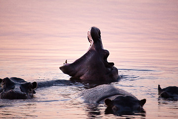 Image showing Hippo