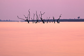 Image showing Lake Kariba trees