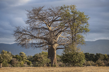 Image showing Baobab Tree