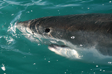 Image showing Shark