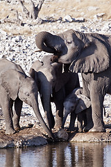 Image showing Elephants drinking