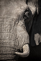 Image showing Elephant