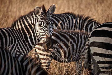 Image showing Zebra