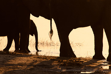 Image showing Elephants