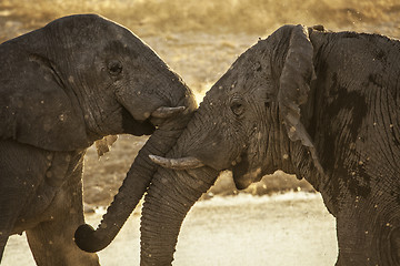 Image showing Elephant meeting