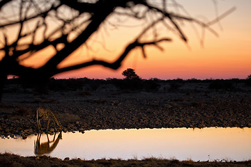 Image showing Drinking Giraffe