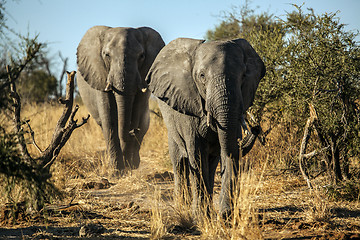 Image showing Walking Elephants